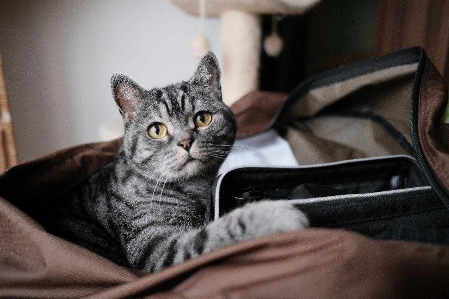 Katt i resväska illustrerar vad den synska - claircoyant hunden såg i exempel på djurkommuniktion